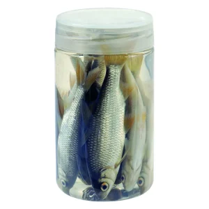 Albatros 10-12 cm Roach Köderfische Sale